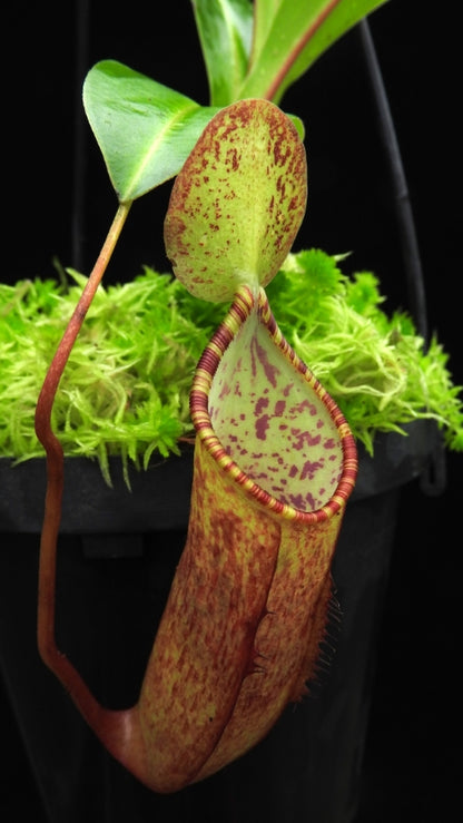N. lowii x tentaculata – from cuttings: BE-3970 *Pre-Order*