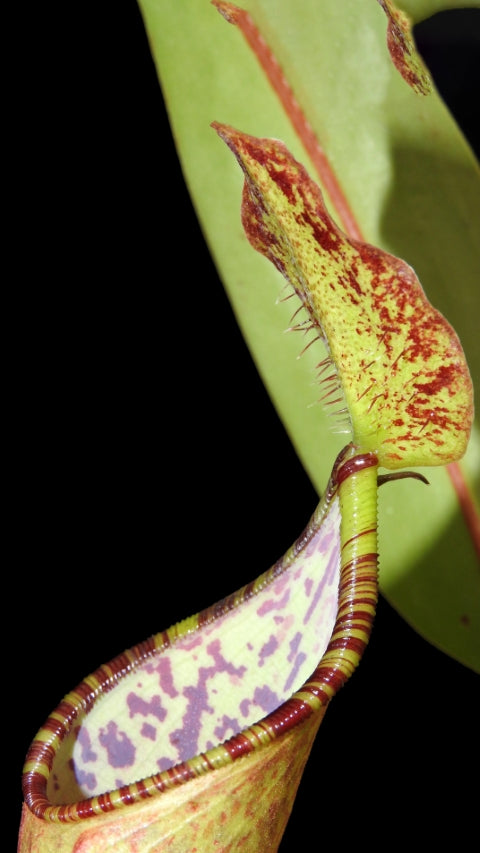 N. lowii x tentaculata – from cuttings: BE-3970 *Pre-Order*