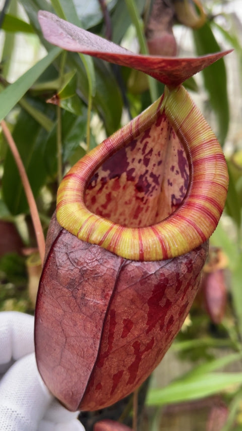 N. eustachya x tenuis - assorted clones: BE-3971