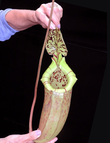 N. burbidgeae x sibuyanensis - assorted clones: BE-3974