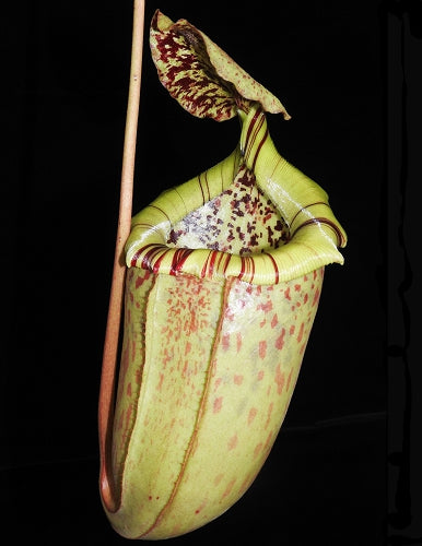 N. burbidgeae x sibuyanensis - assorted clones: BE-3974 *Pre-Order*