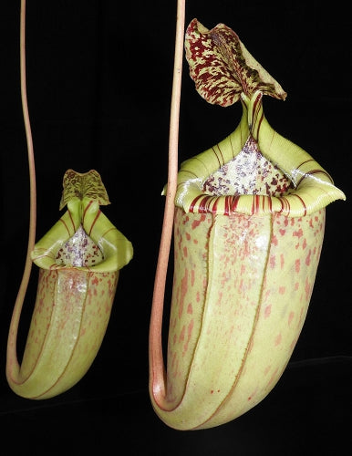 N. burbidgeae x sibuyanensis - assorted clones: BE-3974 *Pre-Order*