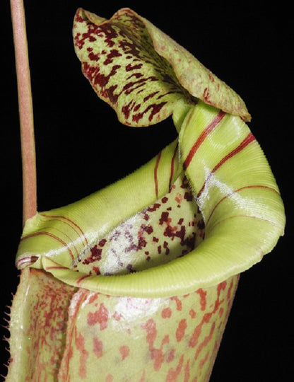 N. burbidgeae x sibuyanensis - assorted clones: BE-3974 *Pre-Order*