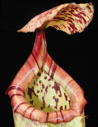 N. burbidgeae x sibuyanensis - assorted clones: BE-3974 *Pre-Order*