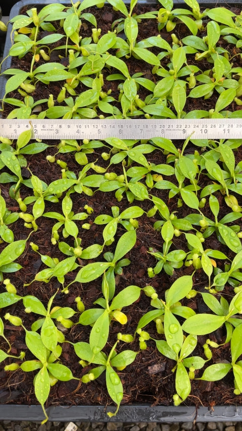 N. burbidgeae x sibuyanensis - assorted clones: BE-3974 *Pre-Order*