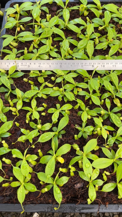N. burbidgeae x sibuyanensis - assorted clones: BE-3974 *Pre-Order*