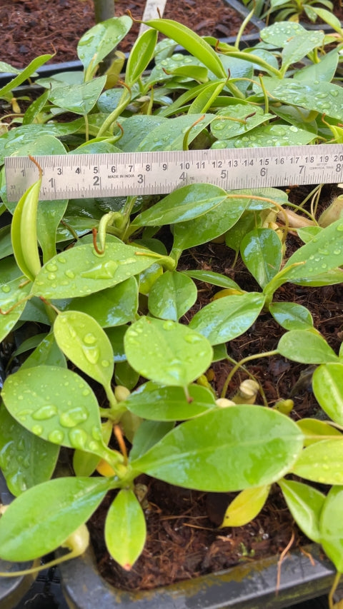 N. burbidgeae x sibuyanensis - assorted clones: BE-3974 *Pre-Order*