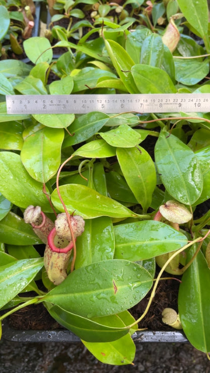 N. burbidgeae x sibuyanensis - assorted clones: BE-3974 *Pre-Order*