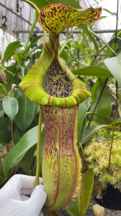 N. spathulata x (burbidgeae x edwardsiana): BE-3978 *Pre-Order*