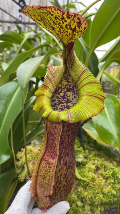 N. spathulata x (burbidgeae x edwardsiana): BE-3978 *Pre-Order*
