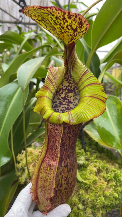 N. spathulata x (burbidgeae x edwardsiana): BE-3978 *Pre-Order*