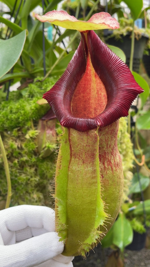 N. spathulata x (burbidgeae x edwardsiana): BE-3978 *Pre-Order*