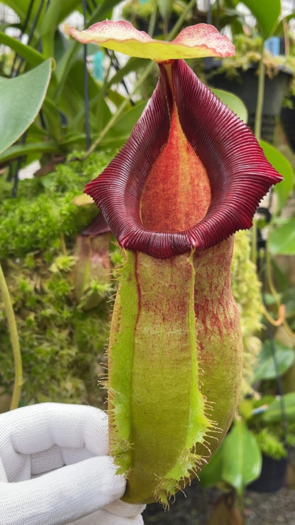 N. spathulata x (burbidgeae x edwardsiana): BE-3978 *Pre-Order*