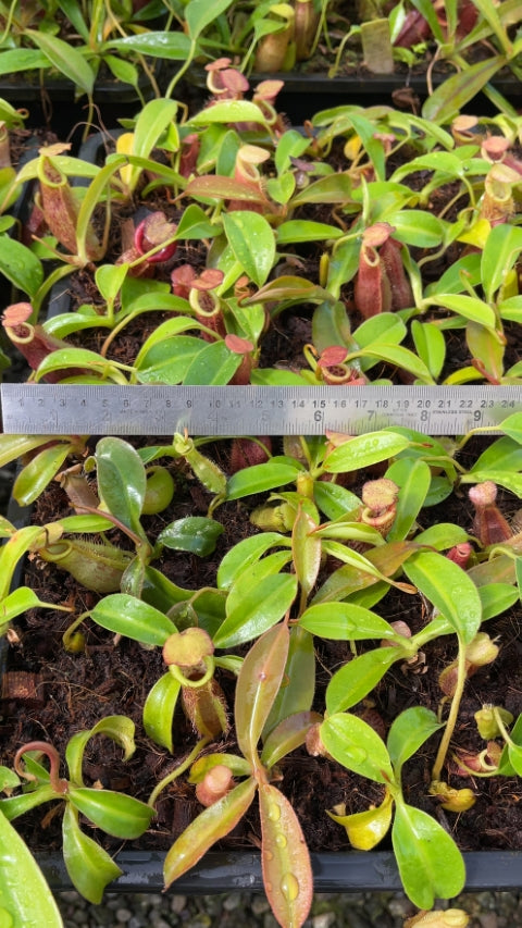 N. spathulata x (burbidgeae x edwardsiana): BE-3978 *Pre-Order*