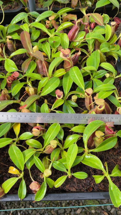 N. spathulata x (burbidgeae x edwardsiana): BE-3978 *Pre-Order*