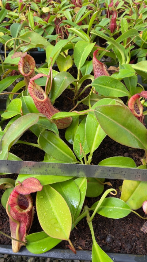 N. spathulata x (burbidgeae x edwardsiana): BE-3978 *Pre-Order*