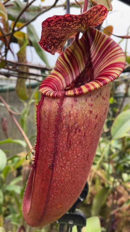 N. (veitchii x lowii) x (burbidgeae x edwardsiana) - assorted clones: BE-3980 *Pre-Order*