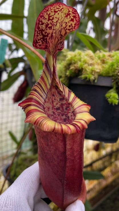 N. (veitchii x lowii) x (burbidgeae x edwardsiana) - assorted clones: BE-3980 *Pre-Order*