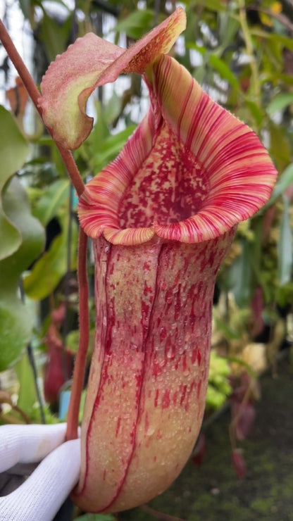 N. (veitchii x lowii) x (burbidgeae x edwardsiana) - assorted clones: BE-3980 *Pre-Order*