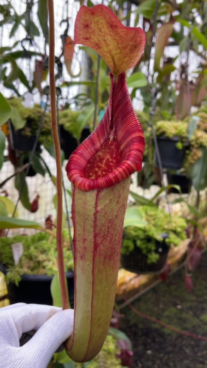 N. (veitchii x lowii) x (burbidgeae x edwardsiana) - assorted clones: BE-3980 *Pre-Order*