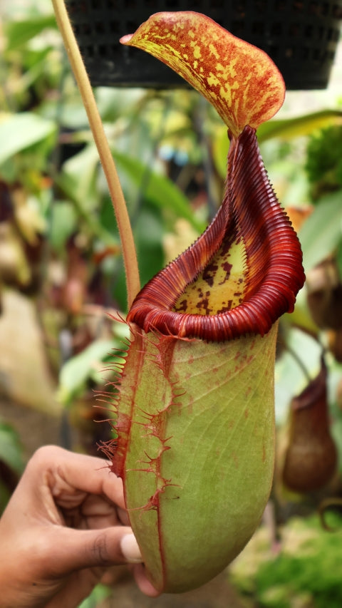 N. (veitchii x lowii) x (burbidgeae x edwardsiana) - assorted clones: BE-3980 *Pre-Order*
