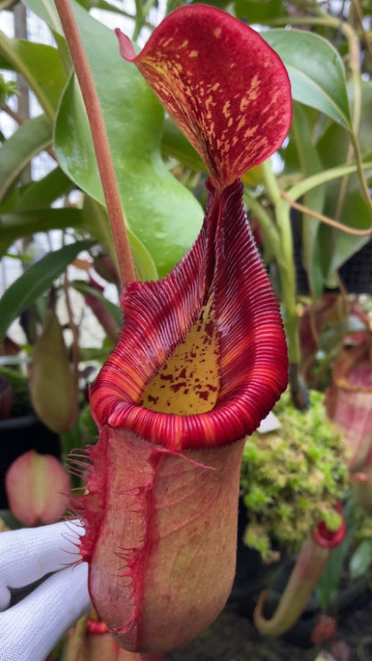 N. (veitchii x lowii) x (burbidgeae x edwardsiana) - assorted clones: BE-3980 *Pre-Order*
