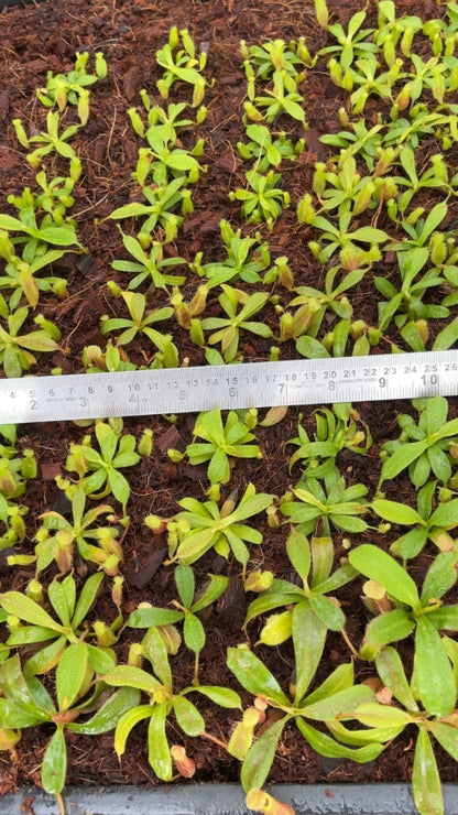N. (veitchii x lowii) x (burbidgeae x edwardsiana) - assorted clones: BE-3980 *Pre-Order*