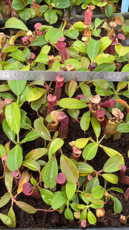 N. (veitchii x lowii) x (burbidgeae x edwardsiana) - assorted clones: BE-3980 *Pre-Order*