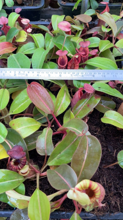 N. (veitchii x lowii) x (burbidgeae x edwardsiana) - assorted clones: BE-3980 *Pre-Order*