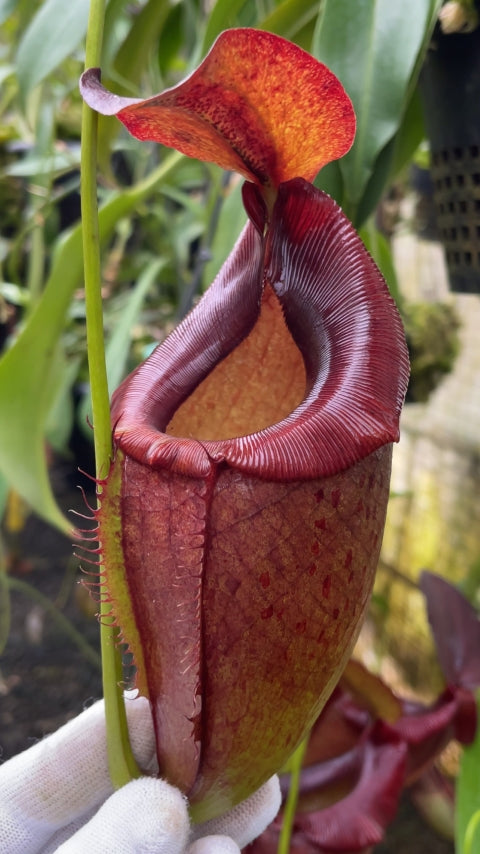 N. spathulata x tenuis - assorted clones: BE-3981 *Pre-Order*