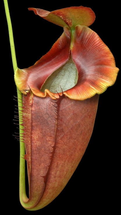 N. spathulata x tenuis - assorted clones: BE-3981 *Pre-Order*