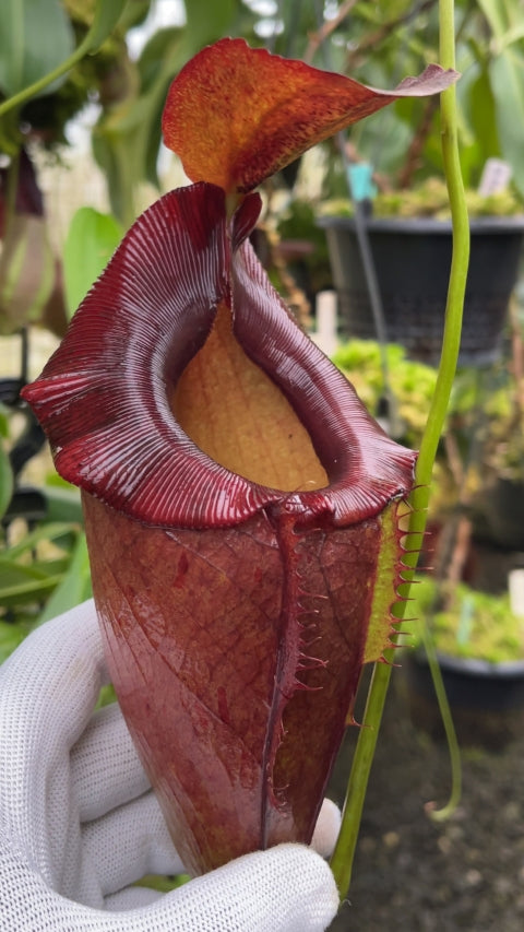 N. spathulata x tenuis - assorted clones: BE-3981 *Pre-Order*