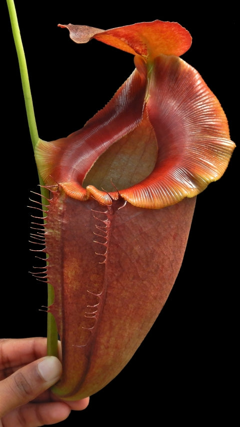 N. spathulata x tenuis - assorted clones: BE-3981 *Pre-Order*