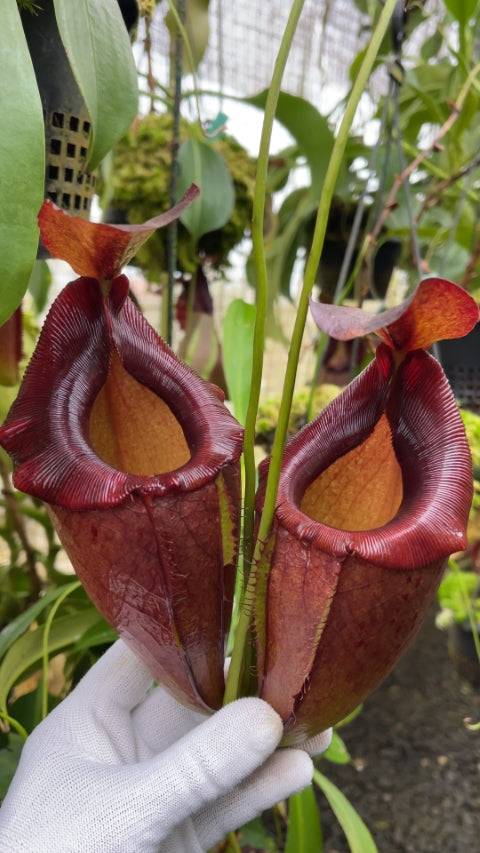 N. spathulata x tenuis - assorted clones: BE-3981 *Pre-Order*