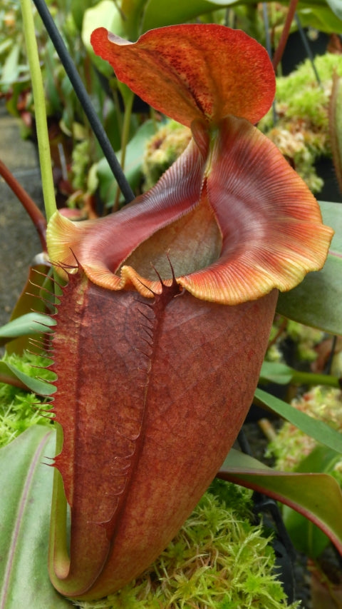 N. spathulata x tenuis - assorted clones: BE-3981
