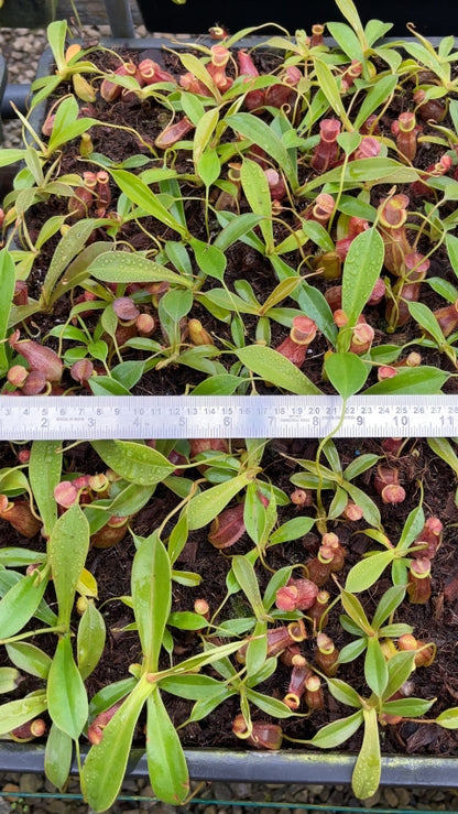 N. spathulata x tenuis - assorted clones: BE-3981 *Pre-Order*