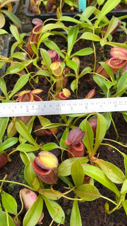 N. spathulata x tenuis - assorted clones: BE-3981 *Pre-Order*