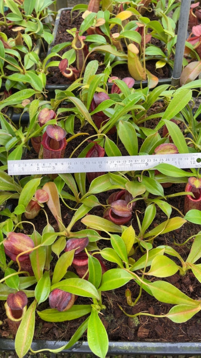 N. spathulata x tenuis - assorted clones: BE-3981 *Pre-Order*