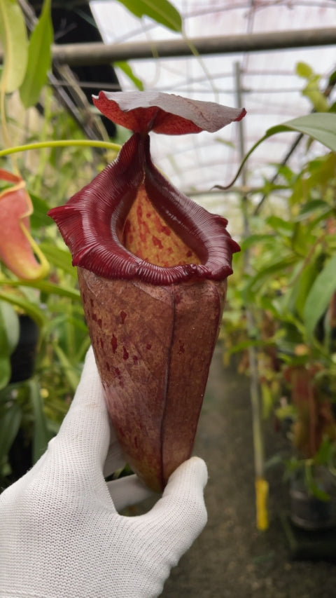 N. robcantleyi x tenuis – assorted clones: BE-3982