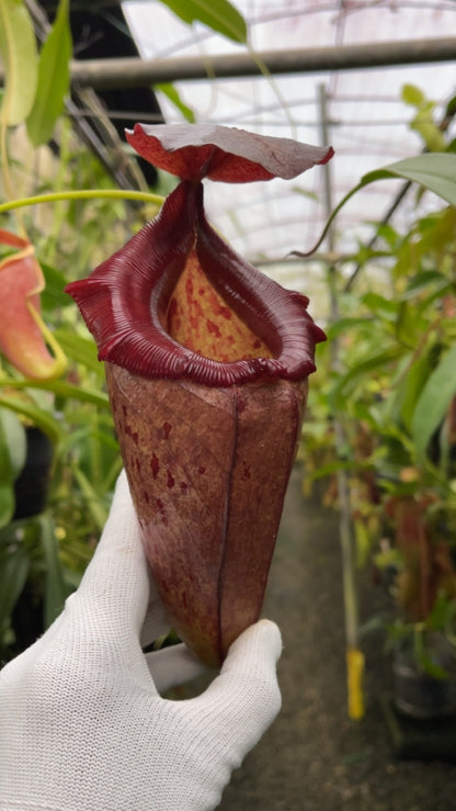 N. robcantleyi x tenuis – assorted clones: BE-3982