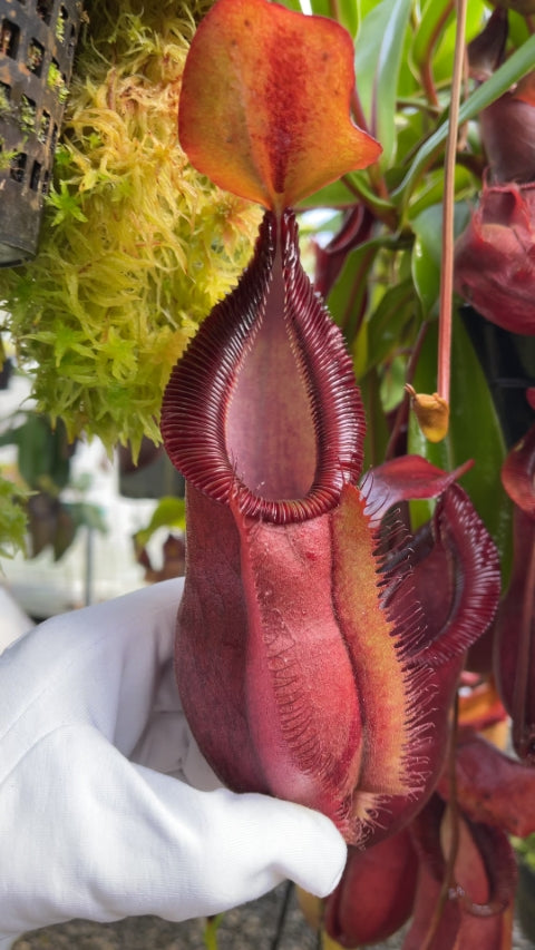 N. spathulata x diabolica – assorted clones: BE-3983