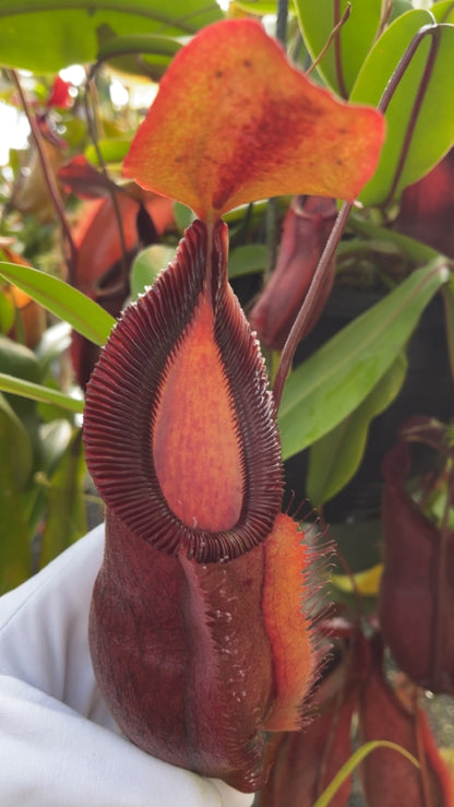 N. spathulata x diabolica – assorted clones: BE-3983 *Pre-Order*