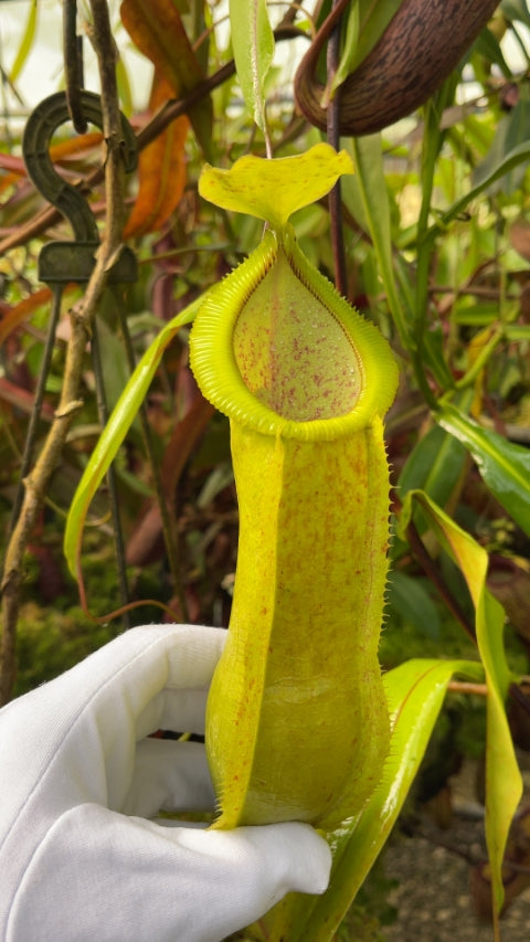 N. spathulata x diabolica – assorted clones: BE-3983 *Pre-Order*