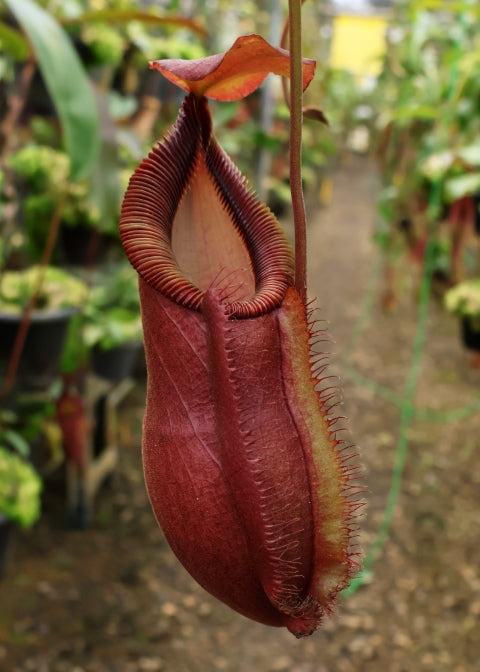 N. spathulata x diabolica – assorted clones: BE-3983 *Pre-Order*
