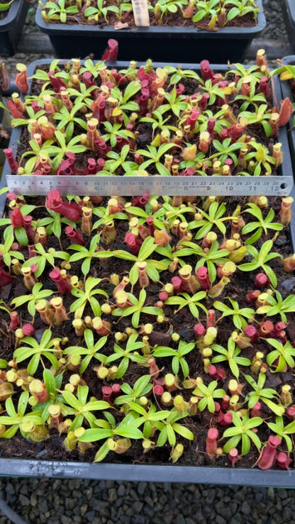 N. spathulata x diabolica – assorted clones: BE-3983 *Pre-Order*