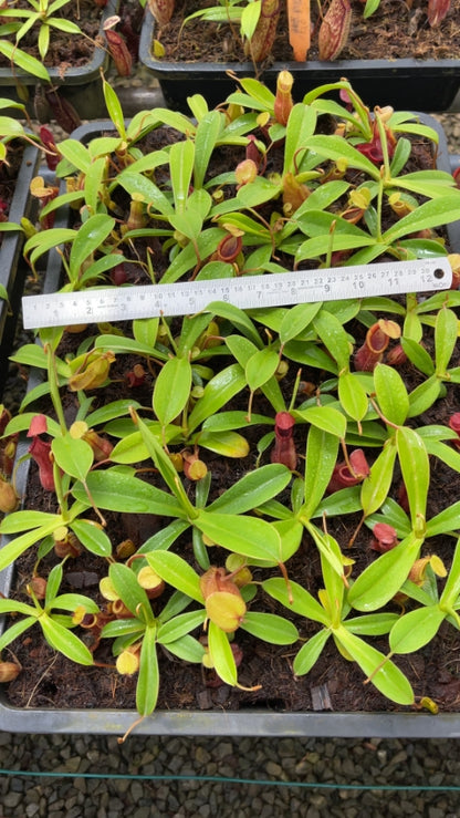 N. spathulata x diabolica – assorted clones: BE-3983 *Pre-Order*