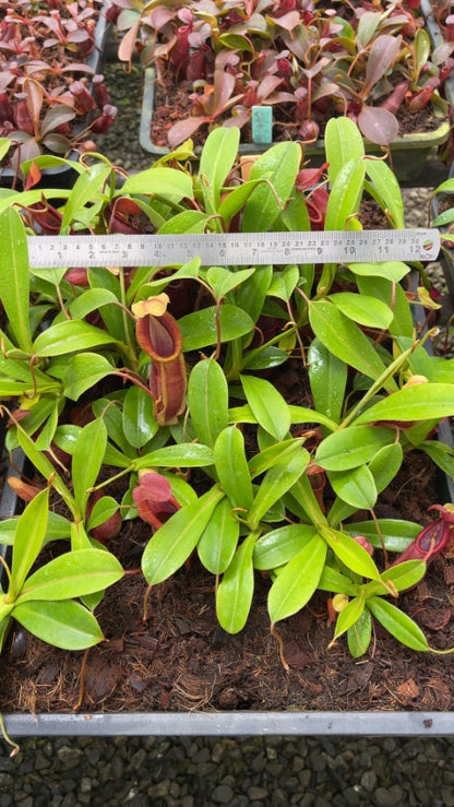 N. spathulata x diabolica – assorted clones: BE-3983 *Pre-Order*