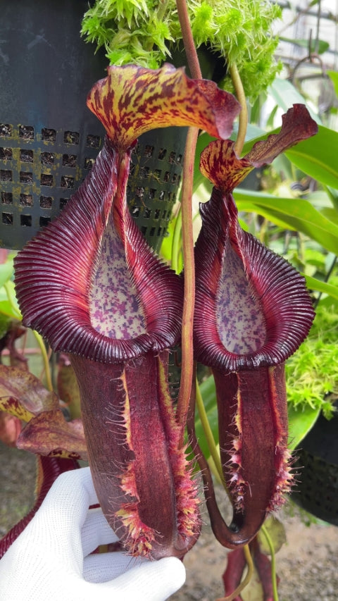 N. singalana x (burbidgeae x edwardsiana) – assorted clones: BE-3984