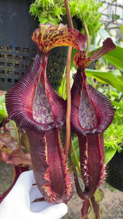 N. singalana x (burbidgeae x edwardsiana) – assorted clones: BE-3984