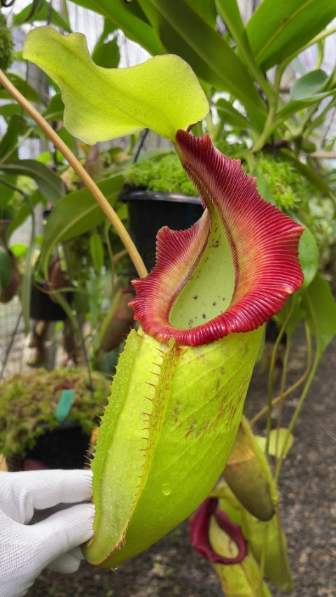 N. singalana x (burbidgeae x edwardsiana) – assorted clones: BE-3984 *Pre-Order*